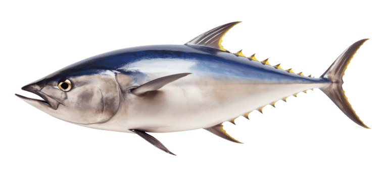 fish